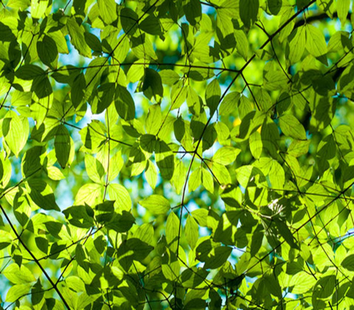 Stock foto af 'Friske grnne blade i skoven'